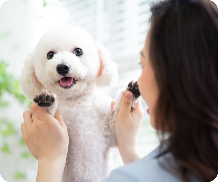 cute-little-poodle-puppy-with-pet-booth-indoors-modern-domestic-room-animal-house