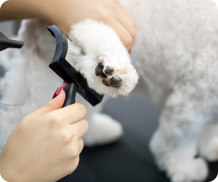 dog hair trimming