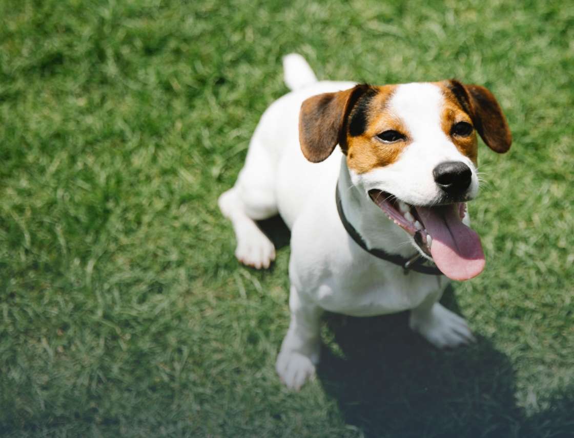 banner with dog