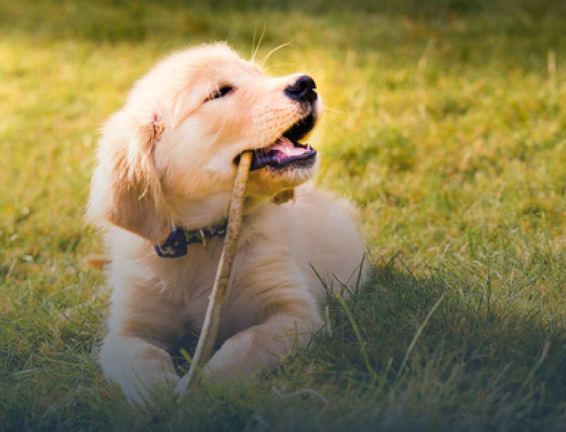 banner with dog